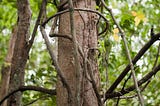 grape vines growing up a tree