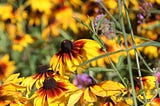 Yearning for Yellows, Year-End and Yabber