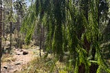 Kuka asuu keväisessä metsässä?