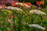 Common Yarrow, Achillea millefolium: A Hardy Perennial with Healing Powers