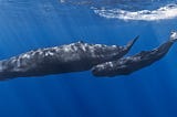 Unlocking the Secrets of the Deep: AI and Whale Communication Research by Project CETI