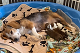 Rescue beagle, who tragically lost her puppies, adopts an orphaned litter