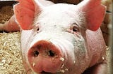 How to Ear Notch a Pig