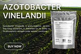 Where to Buy Azotobacter Vinelandii?