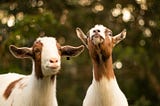 7 Things I Learned from a Family of Freaking Goats