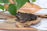 How to care for North American Toads