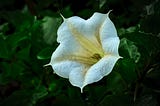 Datura flowers