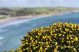 Gorse with yellow flowers in the foreground. In the back the Cornish coast line near Mevagissey.
