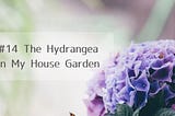 #14 The Hydrangea in My House Garden