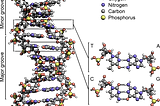 Image source: https://en.wikipedia.org/wiki/DNA