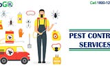 3 Important Things to Do After Pest Control in Delhi NCR