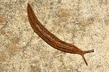 Slug