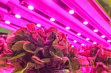 Vertical Farms: how technology and innovation is boosting the potential for urban food production.