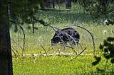 being eyeballed by a huge bear