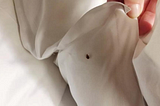 Bed Bug Treatment Costs: Budgeting for Professional Extermination Services