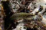 small fish underwater near rocks