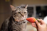 Can we feed fruits to our cats? 11 fruits say yes.