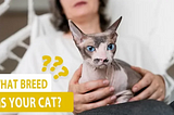 Is it normal for a Cat with Small Head?