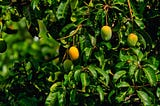 The Mango Tree Analogy of Personal Leadership: Insights from Dr. Myles Munroe
