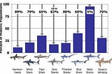 The Impact of Overfishing on Shark Populations