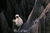 White lemur with black face and orange eyes sits on sharp grey rocks