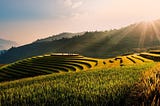 The bioeconomy could depend on rice
