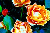 A collection of yellow roses tinged with orange and pink hues taken at the San Francisco Golden Gate Park Rose Garden. The saturation of the picture is enhanced to make them slightly cartoonish. Photo by Lo.