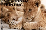 The business of canned hunting 🦁