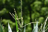 Corn Tassels