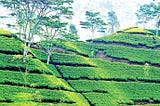 Ag Tech To Modernize the Conventions of Tea Plantations.