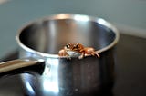 A photograph of a small frog peeping out from the edge of a small, silver saucepan. The frog is a nice light-brown colour and looks quite happy.