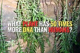 The World’s Largest Genome Found in a Tiny Fern