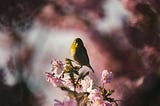 A bird perched on a branch of pink and white flowers, staring into the lens