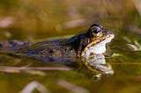 frog resting in pond with its head sticking out