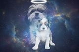 Soul Guardians: What Our Dogs Teach Us About Divine Timing