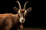 Picture of a brown goat with white face and two horns and black background. There’s nothing ‘Satanic’ about it.
