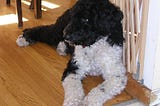 Oreo Gets Skunked