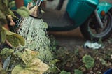 i watered a dead plant for a month