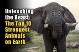 Unleashing the Beast: The Top 10 Strongest Animals on Earth