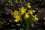 Walking the Garden — April 2026