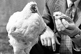 The Incredible History of Mike, the Headless Chicken