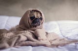 a pug wrapped in a blanket looking sad