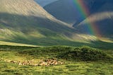 Action Alert: Join one million voices to save the Arctic Refuge