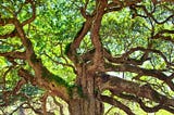 The Oak