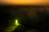 Firefly at night