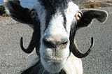 Online dating and a prized goat
