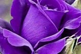 Beautiful Purple Rose — Bloom Where You’re Planted
