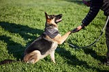 First Contact: How to Greet a New Dog.