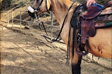 How Not to Impale Yourself While Jumping in a Western Saddle: Adult Horse Camp Day 2
