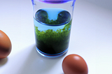 Eggs beside a beaker of algae
